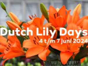 Dutch Lily Days 2024